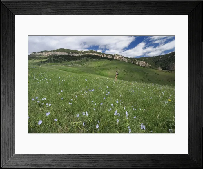 Framed Print : Bighorns. USA, Rocky Mountains, Wyoming, Bighorn Mountains