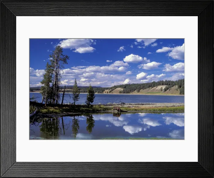 Framed Print : Bison. USA, Rocky Mountains, Wyoming, Yellowstone