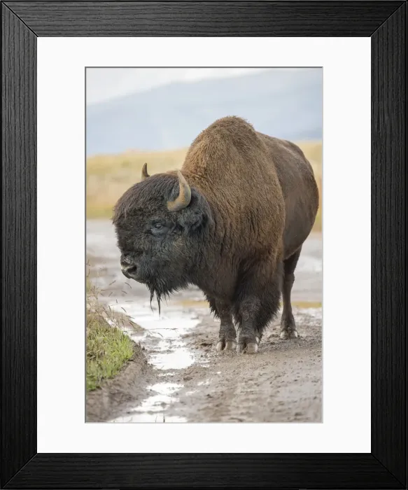 Framed Print : Bison. USA, Wyoming, Yellowstone National Park