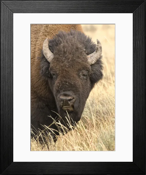 Framed Print : Bison. North America, American, USA, Rocky Mountains