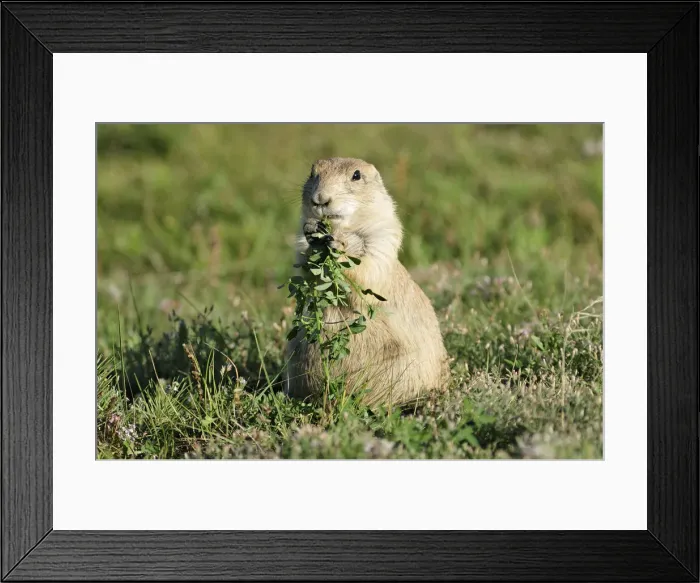 Framed Print : Prairie Dog