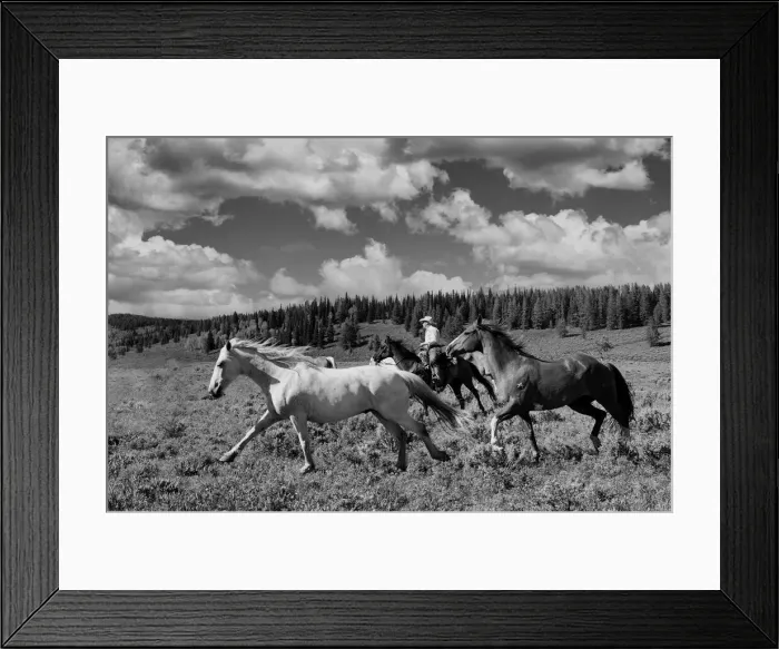 Framed Print : Horses. USA; Rocky Mountains; Wyoming; Sublette County; Pinedale; Flying A Ranch;