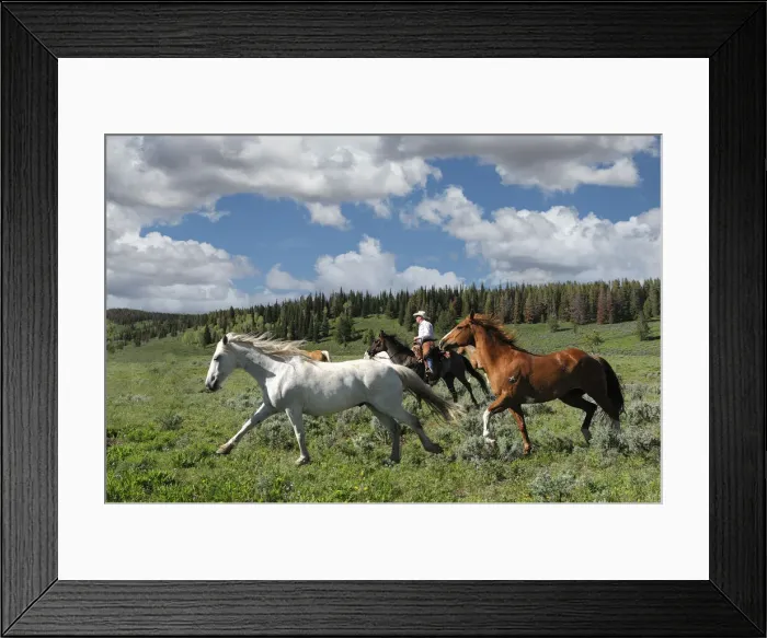 Framed Print : Horses. USA; Rocky Mountains; Wyoming; Sublette County; Pinedale; Flying A Ranch; Framed Print : Horses. USA; Rocky Mountains; Wyoming; Sublette County; Pinedale; Flying A Ranch;