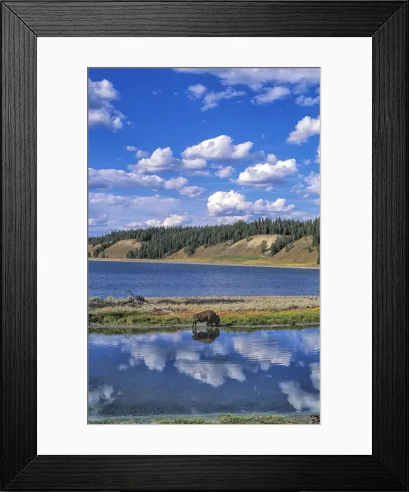Framed Print : Bison at Yellowstone Lake