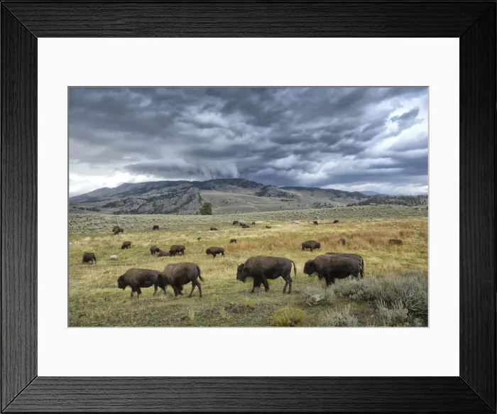 Framed Print : Yellowstone National Park