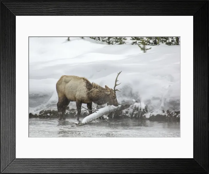 Framed Print : Roosevelt elk in winter Framed Print : Roosevelt elk in winter