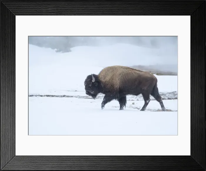 Framed Print : Wyoming Bison