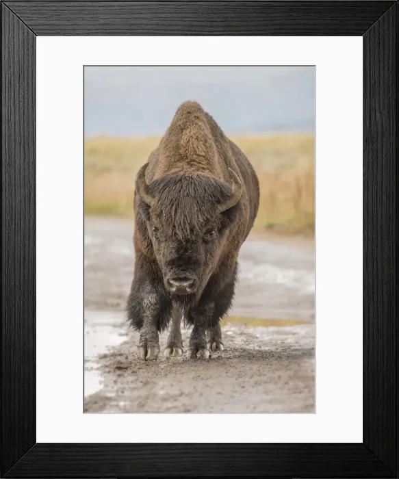 Framed Print : Wyoming. USA, Wyoming, Yellowstone National Park