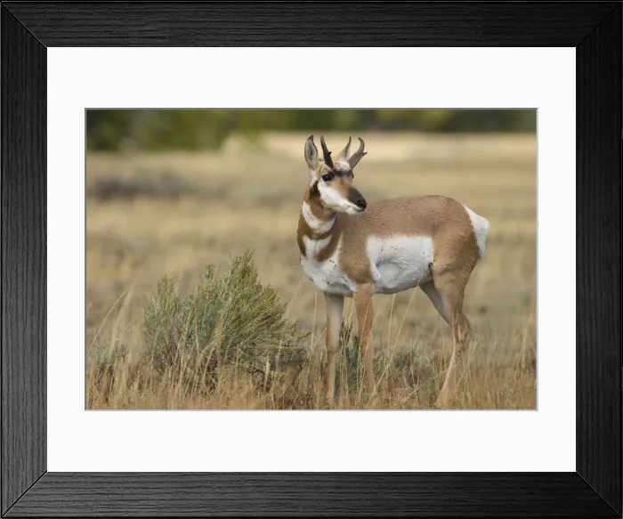 Framed Print : Antelope. USA, Wyoming, Grand Teton, National Park