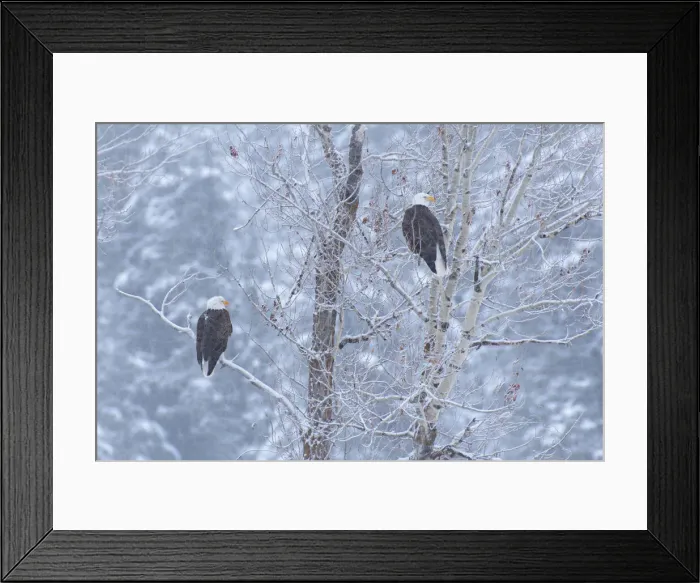 Framed Print : Bald Eagle
