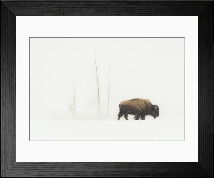 Framed Print : Lone Bull. USA, Wyoming, Yellowstone National Park