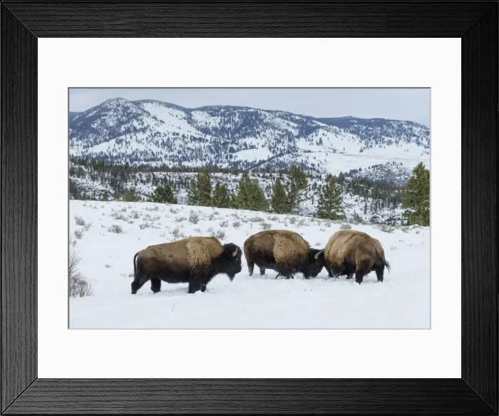 Framed Print : Bison. USA, Rocky Mountains, Wyoming, Yellowstone National Park