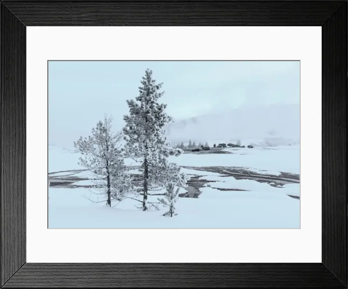 Framed Print : Bison. USA, Wyoming, Yellowstone National Park, UNESCO, World Heritage, Bison in snow