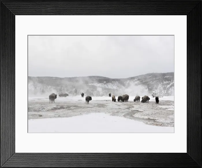 Framed Print : Wyoming. USA, Wyoming, Yellowstone National Park Framed Print : Wyoming. USA, Wyoming, Yellowstone National Park