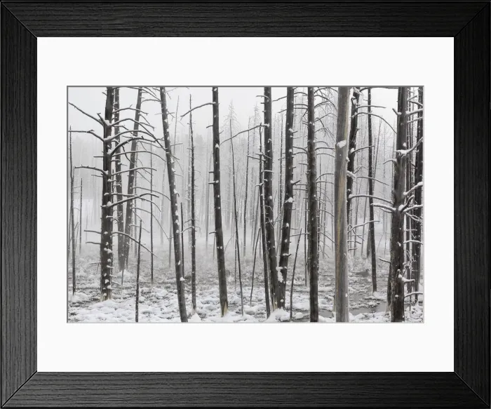 Framed Print : Yellowstone