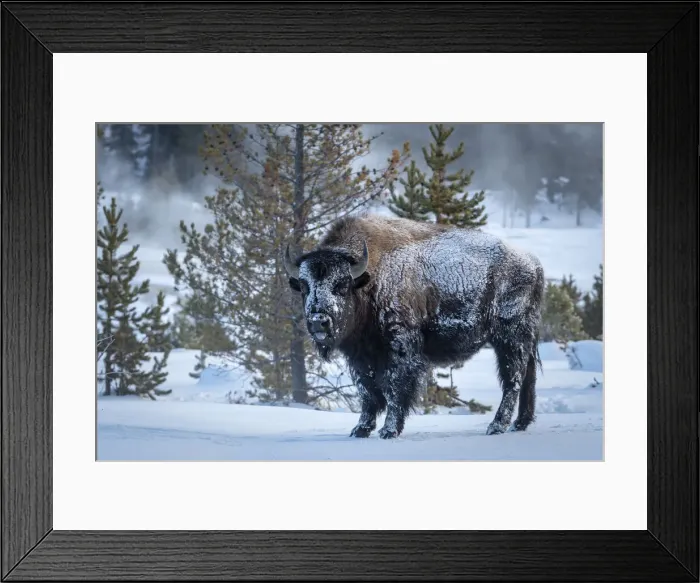 Framed Print : Bison. USA; Rocky Mountains; Wyoming; Yellowstone; National Park; UNESCO;