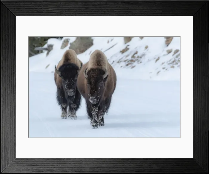 Framed Print : Bison. USA; Rocky Mountains; Wyoming; Yellowstone; National Park; UNESCO; Framed Print : Bison. USA; Rocky Mountains; Wyoming; Yellowstone; National Park; UNESCO;