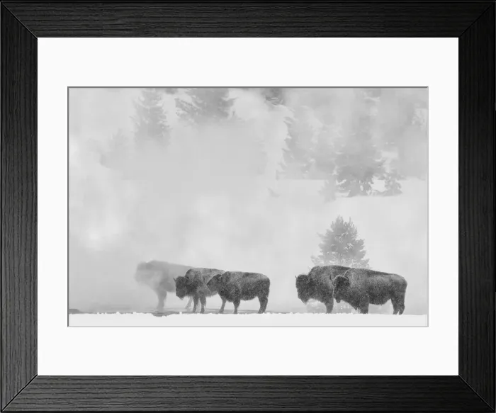 Framed Print : Wyoming. USA, Wyoming, Yellowstone National Park, UNESCO, World Heritage, Bison herd