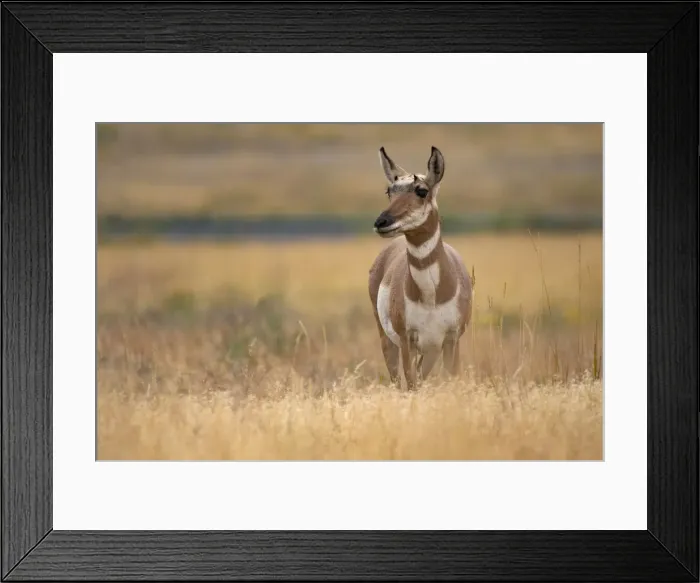 Framed Print : Antelope. North America, American, USA, Rocky Mountains