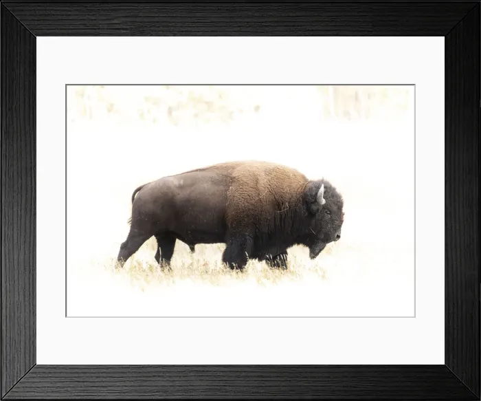 Framed Print : Bison. North America, American, USA, Rocky Mountains Framed Print : Bison. North America, American, USA, Rocky Mountains