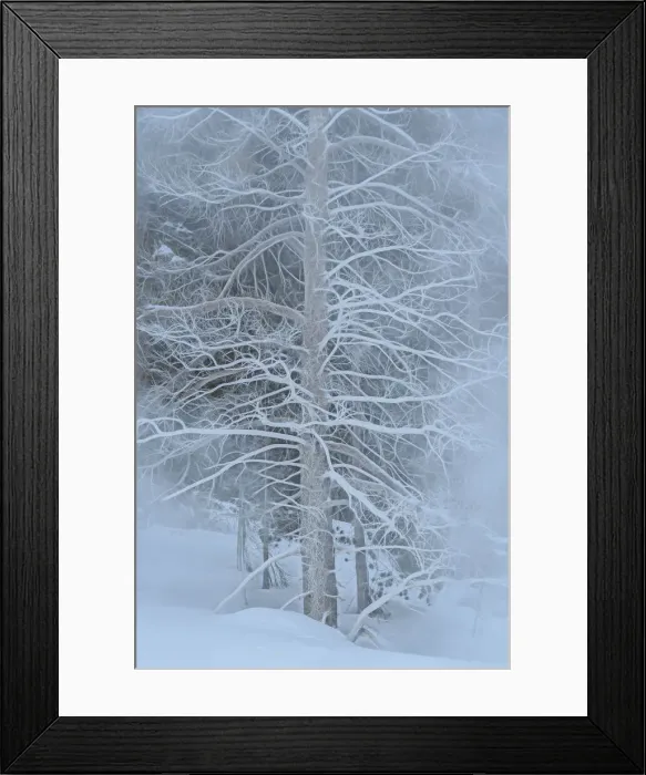 Framed Print : Wyoming. USA, Wyoming, Yellowstone National Park