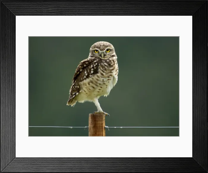 Framed Print : Owl. South America, Norte, Argentina, Athene cunicularia, Burrowing Owl