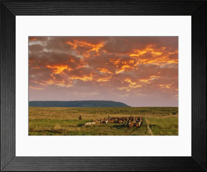 Framed Print : Argentina. Gauchos at work, Estancia Cecilia, Candelaria Framed Print : Argentina. Gauchos at work, Estancia Cecilia, Candelaria