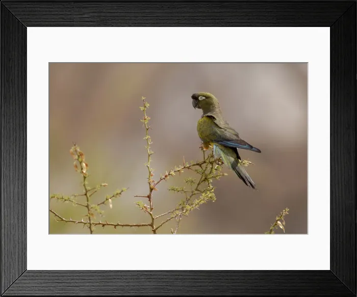 Framed Print : Parrot near Angastaco, Valles Calchaquies, Salta, Argentina, South America Framed Print : Parrot near Angastaco, Valles Calchaquies, Salta, Argentina, South America