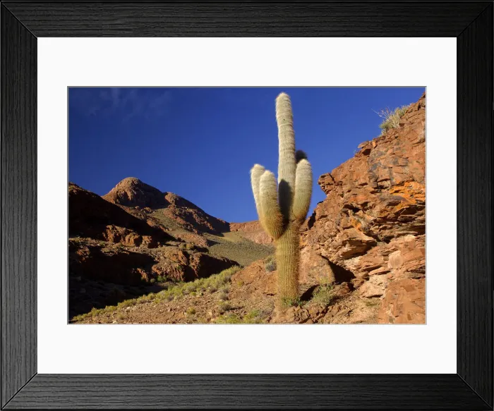 Framed Print : Cardon, Cactus near Susques, Jujuy, Argentina, South America