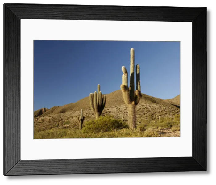 Framed Print : Parque Nacional Los Cardones