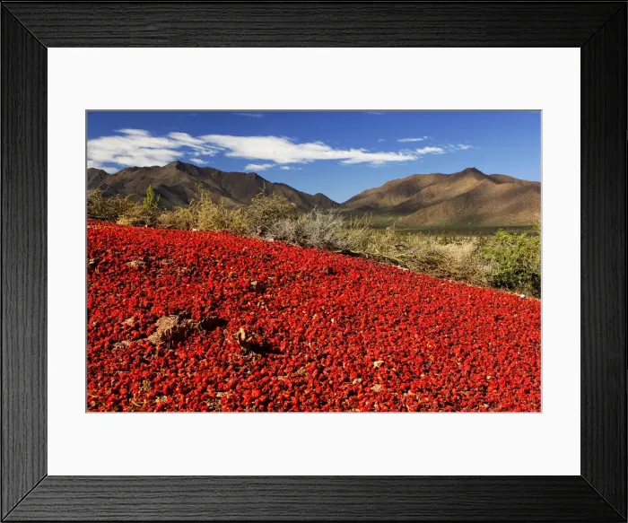Framed Print : Red Chile. South America, Argentina, argentinian