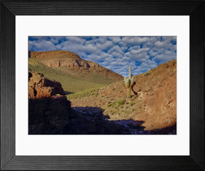 Framed Print : Cactus. South America, Argentina, argentinian, Jujui, Andes, Altiplano, Susques, cactus