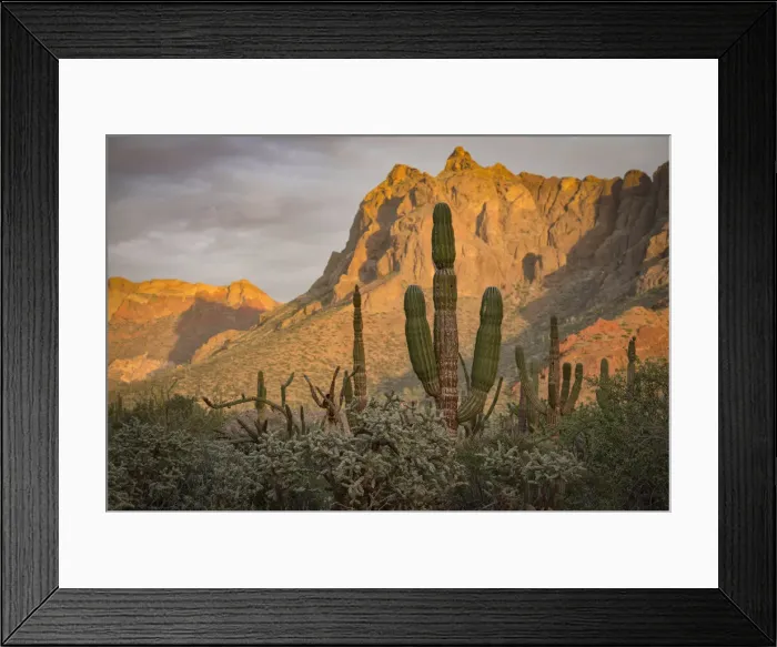 Framed Print : Baja. Desert outside of, La Paz, Baja California, Mexico Framed Print : Baja. Desert outside of, La Paz, Baja California, Mexico