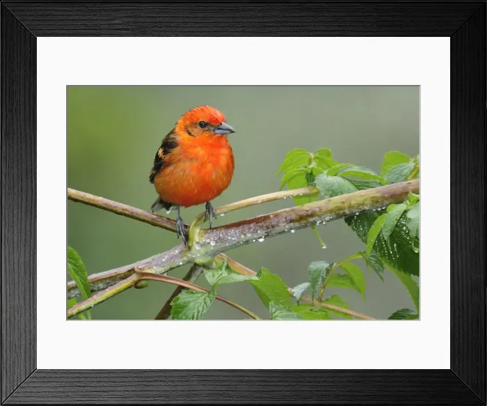 Framed Print : Costa Rica