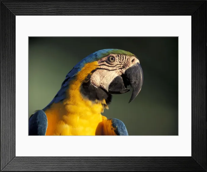 Framed Print : Macaw. South America, Amazonia, Amazonas, Brazil, Rio Negro, Manaus, Blue