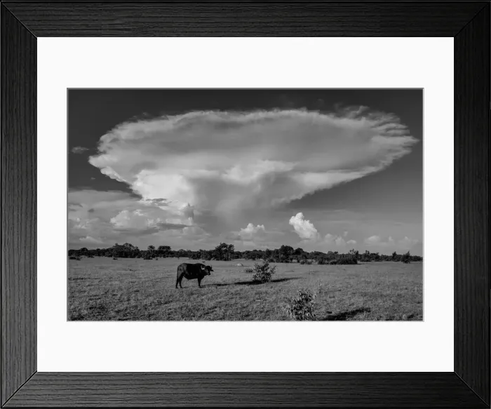 Framed Print : Amazon. South America; Brasil; Amazon Delta, Ilha do Marajo, pasture with bull