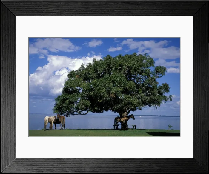 Framed Print : Belem. South America, Amazon, Amazon Delta, Brazil