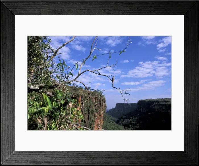 Framed Print : falcon. South America; Brazil; Mato Grosso, Cuiaba