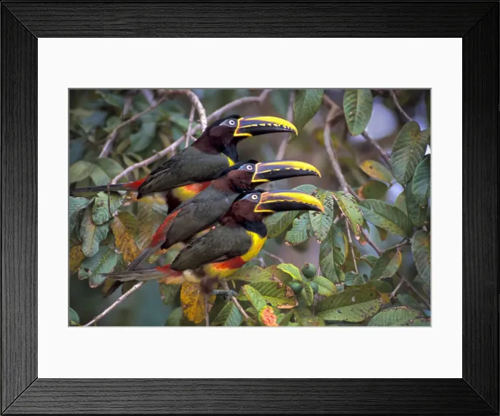 Framed Print : Chestnut-eared Aracari Framed Print : Chestnut-eared Aracari