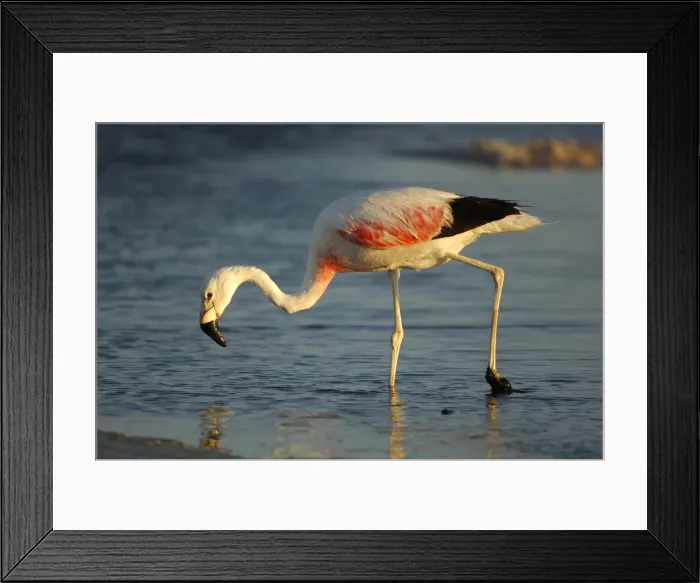 Framed Print : Altiplano Flamingo Framed Print : Altiplano Flamingo