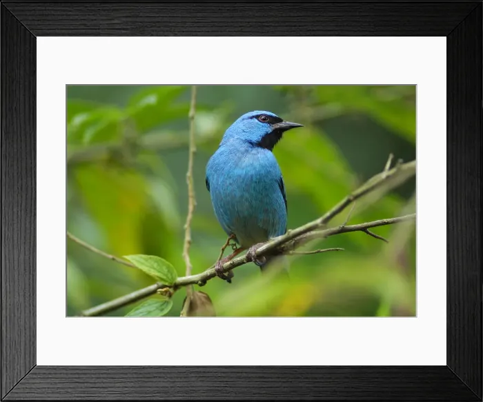 Framed Print : Birding. South America, Argentina, Argentinien, Misiones, Iguazu National Park