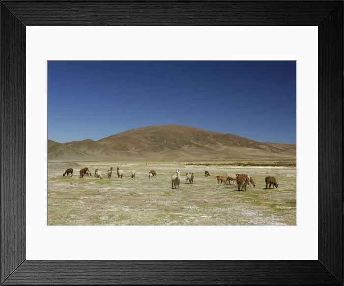Framed Print : Llama. South America, Argentina, Jujui, Andes, Altiplano, Salar de Jama, llama