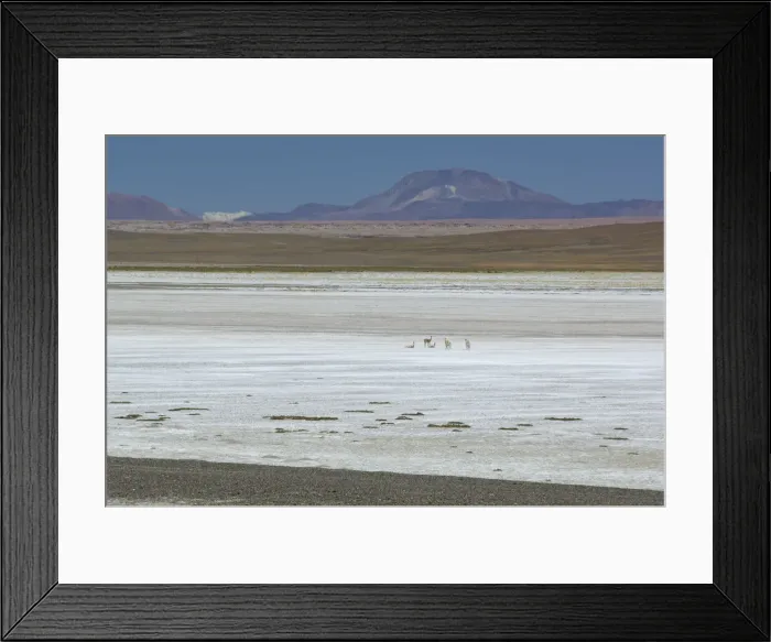 Framed Print : Altiplano. Vicuna at Salt flats, Salar de Jama Framed Print : Altiplano. Vicuna at Salt flats, Salar de Jama