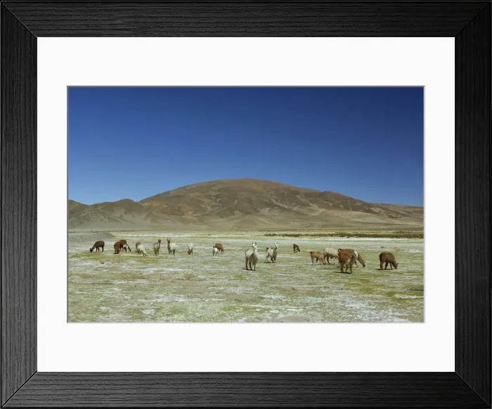Framed Print : Altiplano. Llamas at Salt flats, Salar de Jama