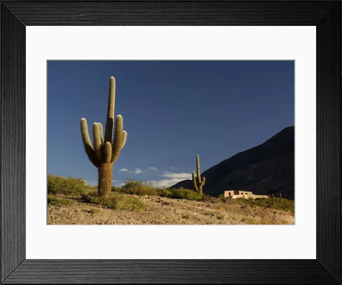 Framed Print : Casa. South America, Norte, Argentina, Salta, Parque Nacional, Los Cardones, cactus