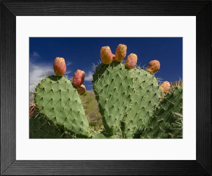 Framed Print : Nopal. South America, Argentina, Salta, Cachi, Colome, cactus