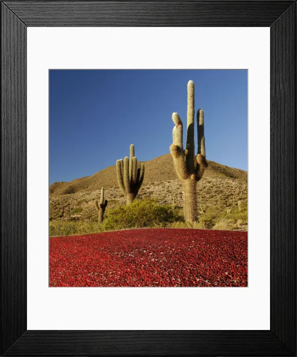 Framed Print : cardones. Dried chilis, Valley near Cachi, Valles Calchaquies