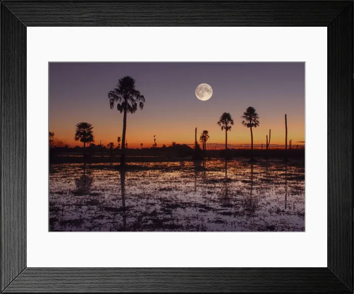 Framed Print : Swamp. Full moon, Sunset and Palm trees, Estancia