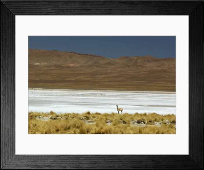 Framed Print : Lone Vicuna Framed Print : Lone Vicuna