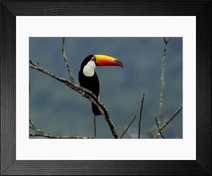 Framed Print : Tucano. South America, Argentina, Argentinien